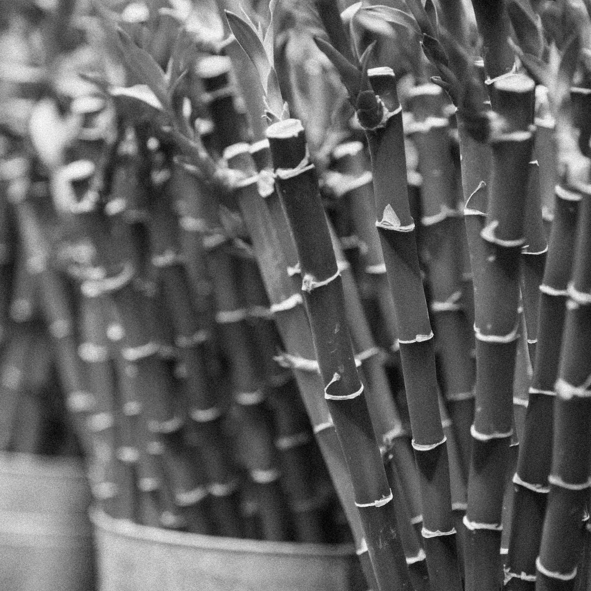 Smells Like: Bamboo